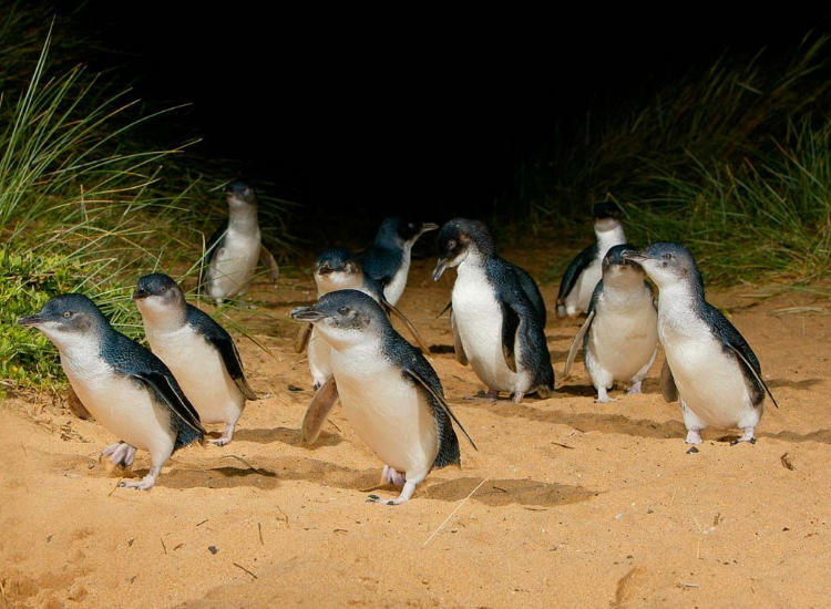Penguin Parade – Chim cánh cụt diễu hành tại Phillip Island Chim cánh cụt nhỏ diễu hành về tổ tại Phillip Island Úc vào buổi tối